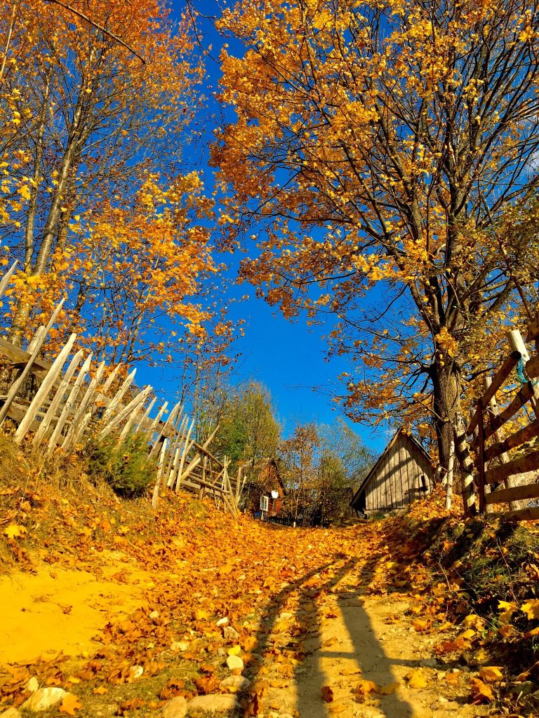 Scrob Andrei. Poiana Vadului