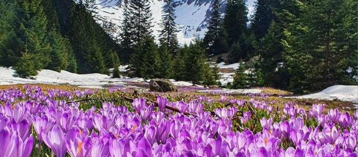 Valea Sambetei Alina Ferent